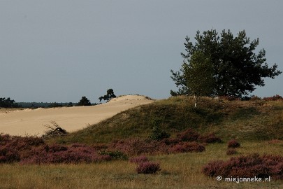 DSC_0244 Natuur op de Veluwe