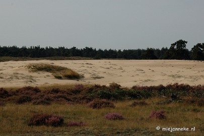 DSC_0246 Natuur op de Veluwe