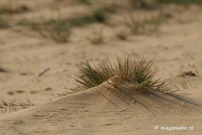 DSC_0290 Natuur op de Veluwe