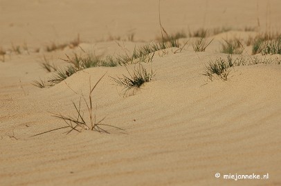 DSC_0300 Natuur op de Veluwe