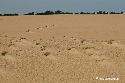 DSC_0313 Natuur op de Veluwe