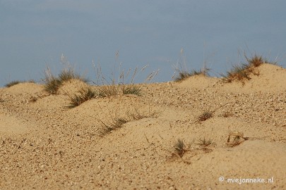 DSC_0318 Natuur op de Veluwe