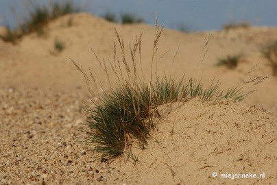 DSC_0325 Natuur op de Veluwe