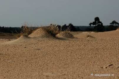 DSC_0344 Natuur op de Veluwe