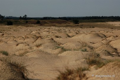 DSC_0348 Natuur op de Veluwe