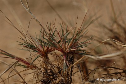 DSC_0356 Natuur op de Veluwe