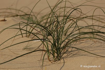 DSC_0365 Natuur op de Veluwe