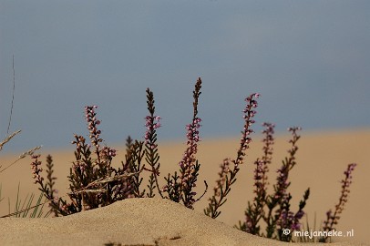 DSC_0381 Natuur op de Veluwe