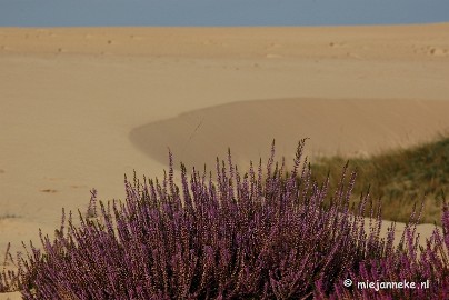 DSC_0397 Natuur op de Veluwe