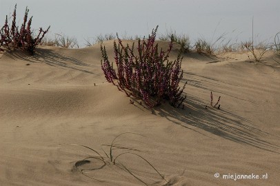 DSC_0411 Natuur op de Veluwe