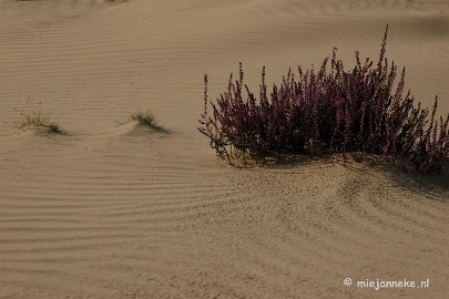 DSC_0416 Natuur op de Veluwe