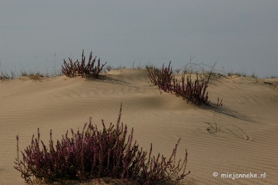 DSC_0420 Natuur op de Veluwe