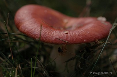 DSC_0429 Natuur op de Veluwe