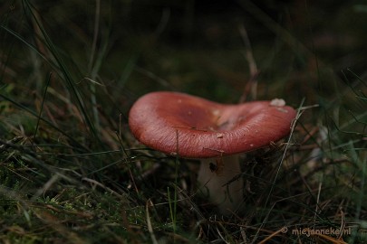 DSC_0433 Natuur op de Veluwe