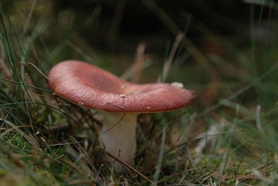 DSC_0434 Natuur op de Veluwe