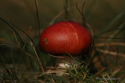 DSC_0440 Natuur op de Veluwe