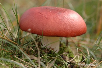 DSC_0465 Natuur op de Veluwe