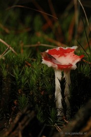 DSC_0471 Natuur op de Veluwe