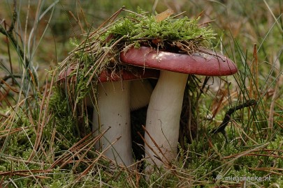 DSC_0492 Natuur op de Veluwe