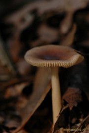 DSC_0646 Natuur op de Veluwe