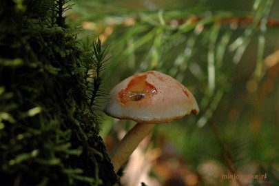 DSC_0659 Natuur op de Veluwe