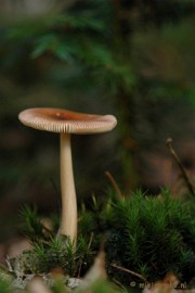 DSC_0664 Natuur op de Veluwe