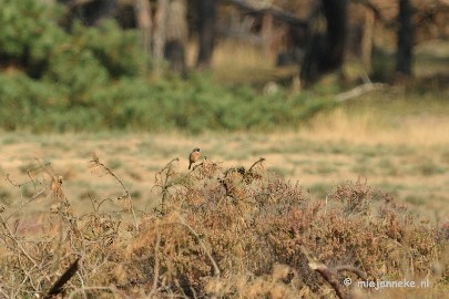 DSC_1681 Natuur op de Veluwe