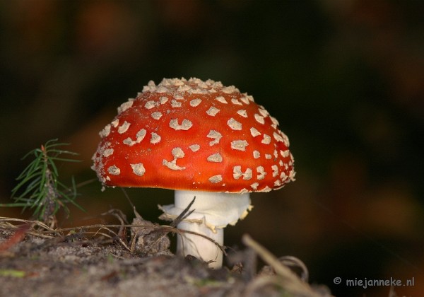 Paddestoelen Hubertusbos