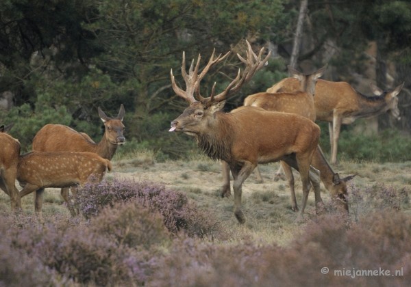 Veluwe Bronstijd