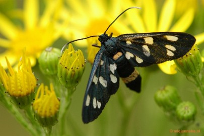 DSC_0575 Leenderheide