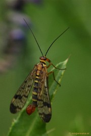 DSC_0722 Leenderheide