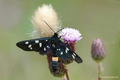 DSC_0846 Leenderheide