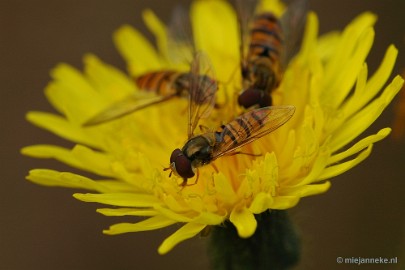 DSC_0907 Leenderheide