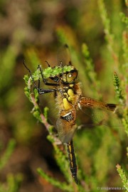 DSC_7725libel Leenderheide