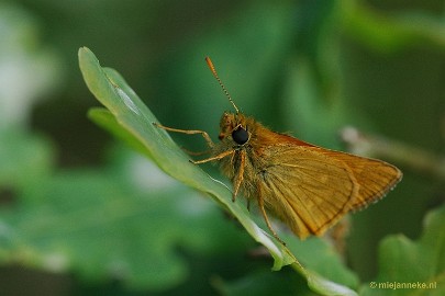 DSC_7787vlinder Leenderheide