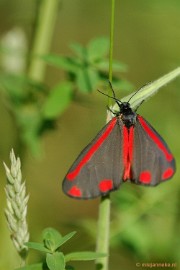 DSC_7869vlinder Leenderheide