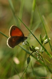 DSC_7900vlinder Leenderheide