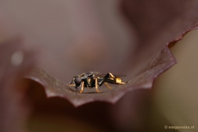 DSC_9354 Immenhof macro