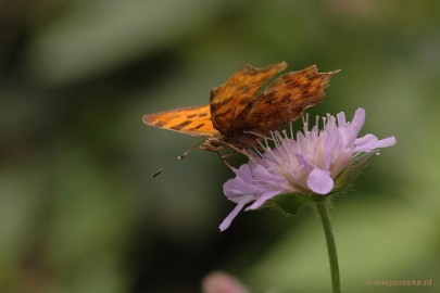 DSC_9415 Immenhof macro