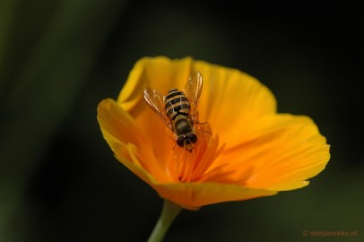 DSC_9420 Immenhof macro