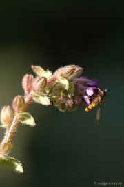 DSC_9525 Immenhof macro