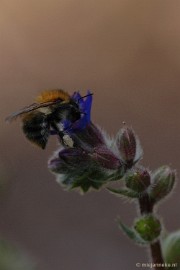 DSC_9540 Immenhof macro