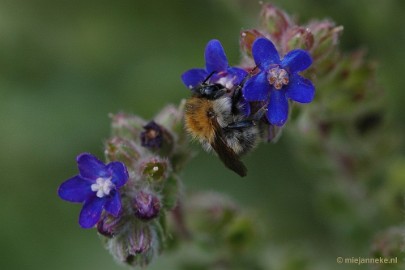 DSC_9542 Immenhof macro