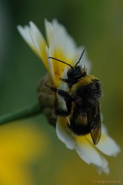 DSC_9552 Immenhof macro