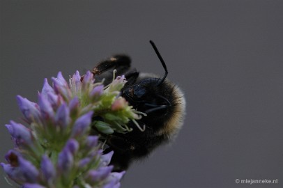 DSC_9599 Immenhof macro