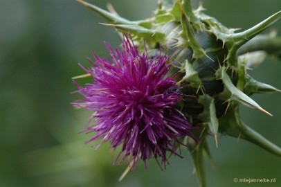 DSC_9654 Immenhof macro