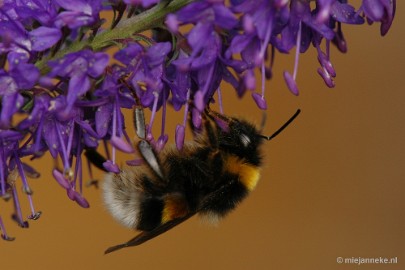 DSC_9762 Immenhof macro