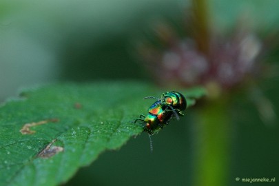 DSC_6125 Macro Limburg