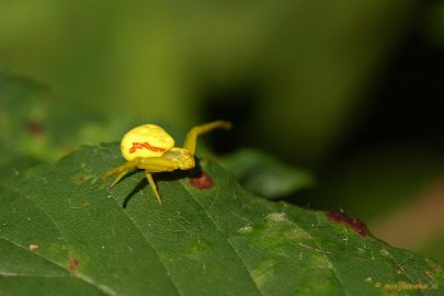 DSC_6161 Macro Limburg