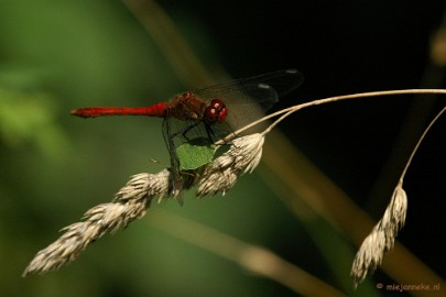 DSC_6171 Macro Limburg